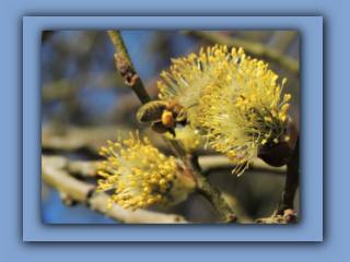 Bee collecting pollen from Willow in Hetton Park 4th April 2020 2_Prv.jpg